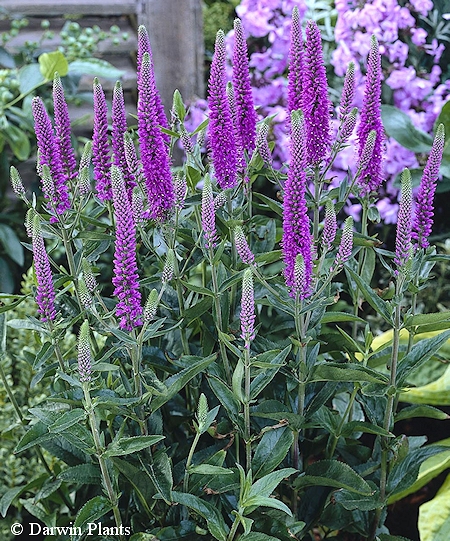 Veronica 'Purpleicious', tarhatädyke